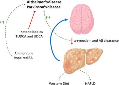 Metabolic Diffusion in Neuropathologies: The Relevance of Brain-Liver Axis